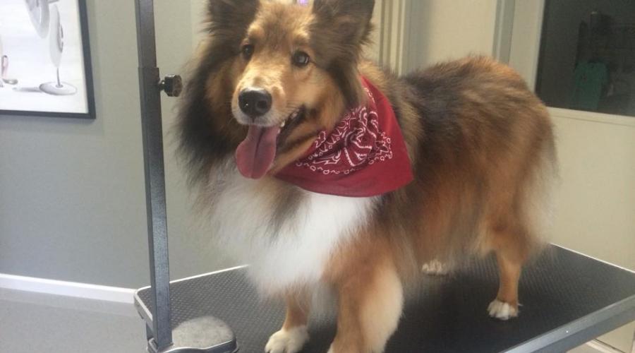 Jin's Bed and Biscuits Pet Resort and Boarding